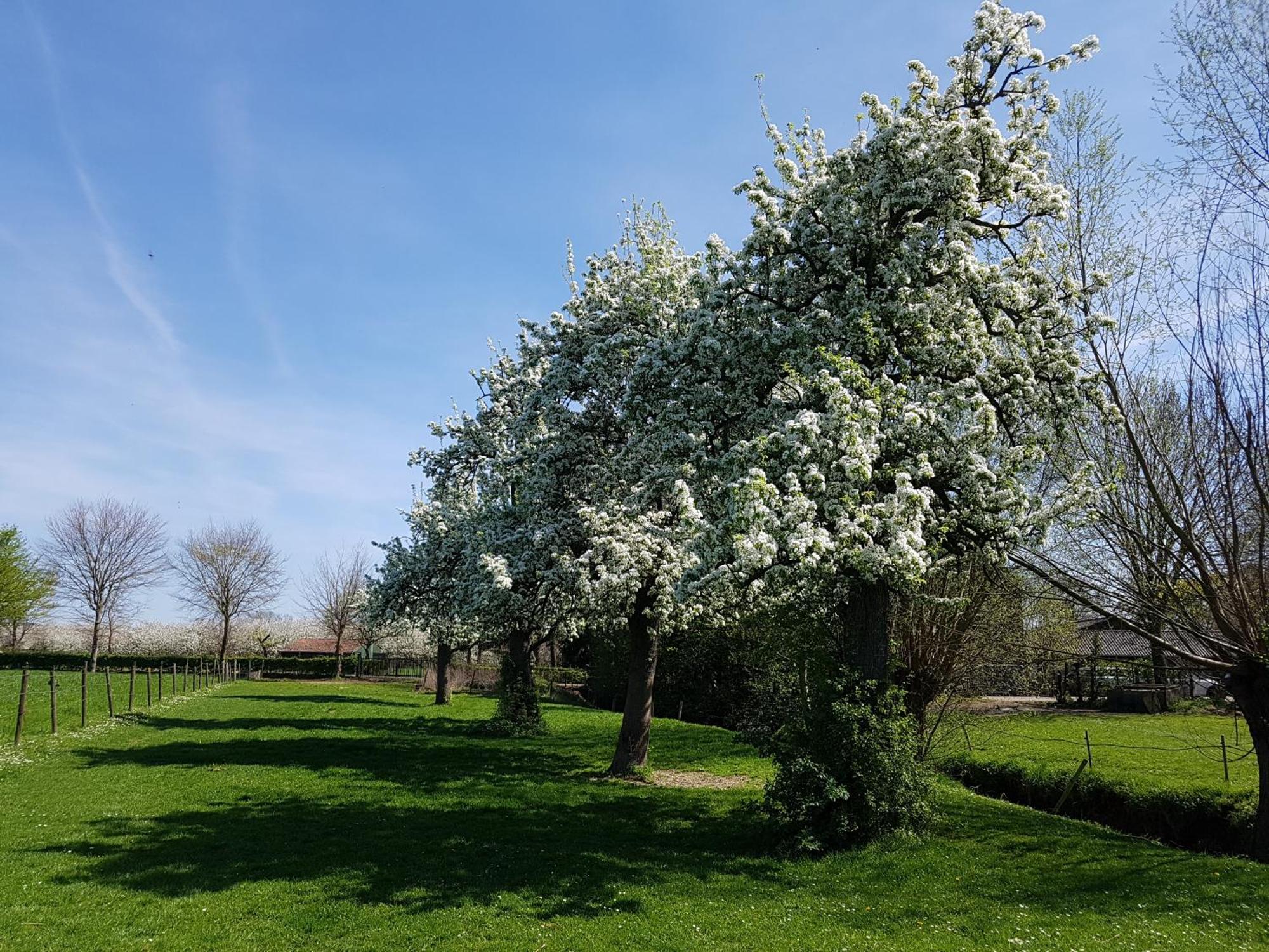 Meschermolen 9 Exteriör bild